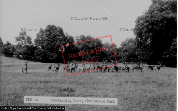 Photo of Charlecote, Deer, Charlecote Park c.1960