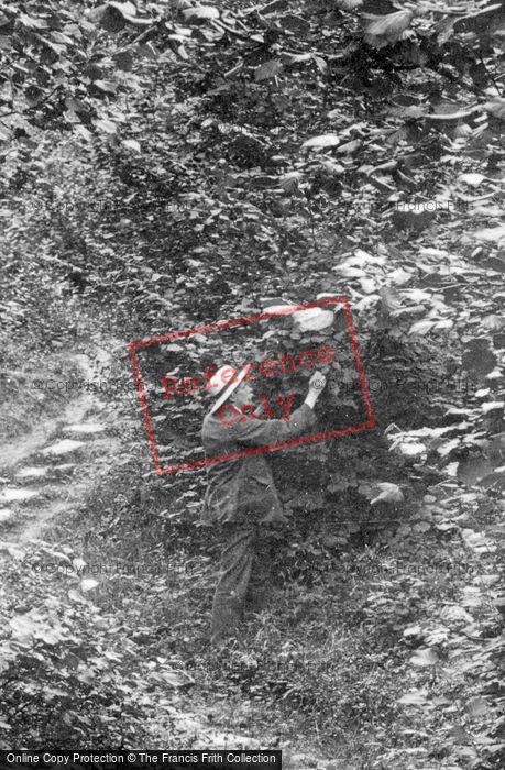 Photo of Charlwood, In Glover's Wood 1906