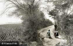 A Country Lane 1906, Chartham