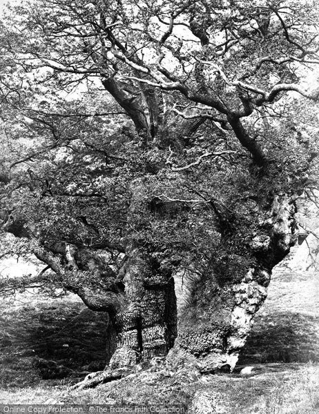 Photo of Chatsworth House, Park, Oak Study c.1864