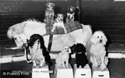 Gilbert's Tail Waggers c.1950, Chessington