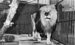 Zoo, A Lion c.1960, Chessington