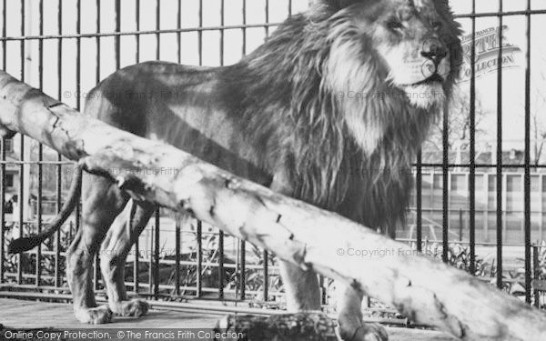 Photo of Chessington, Zoo, A Lion c.1965