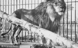 Zoo, A Lion c.1965, Chessington