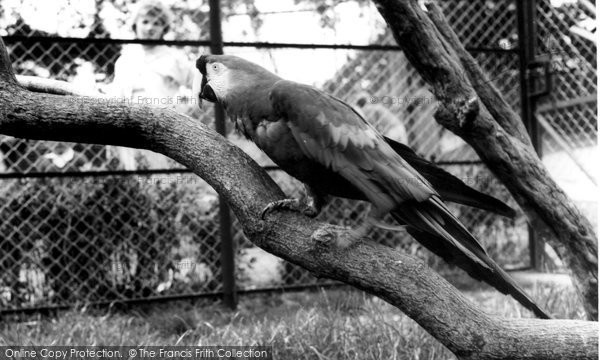 Photo of Chessington, Zoo, A Macaw c.1965