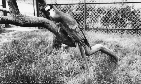 Photo of Chessington, Zoo, A Macaw c.1965