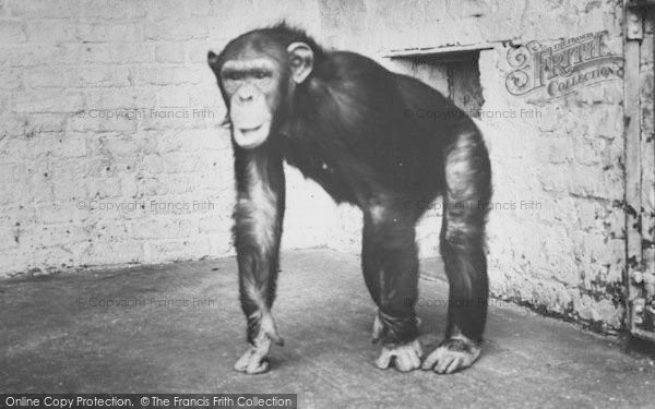 Photo of Chessington, Zoo, A Monkey c.1965