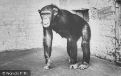 Zoo, A Monkey c.1965, Chessington