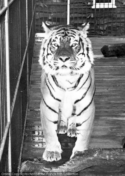 Photo of Chessington, Zoo, A Tiger c.1955