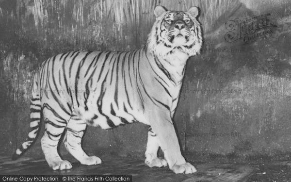 Photo of Chessington, Zoo, A Tiger c.1960