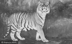 Zoo, A Tiger c.1960, Chessington