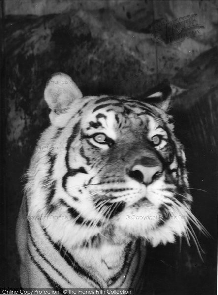Photo of Chessington, Zoo, A Tiger c.1960