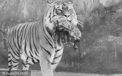 Zoo, A Tiger c.1965, Chessington