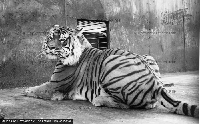 Photo of Chessington, Zoo, A Tiger c.1965