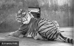 Zoo, A Tiger c.1965, Chessington