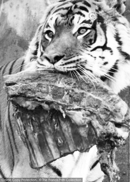 Photo of Chessington, Zoo, A Tiger c.1965