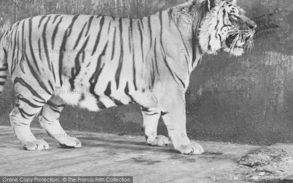 Photo of Chessington, Zoo, A Tiger c.1965