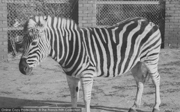Photo of Chessington, Zoo, A Zebra c.1960
