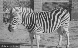 Zoo, A Zebra c.1960, Chessington