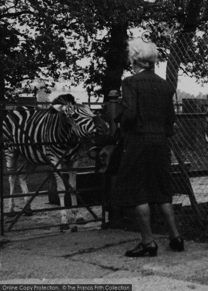 Photo of Chessington, Zoo, A Zebra Encounter c.1952