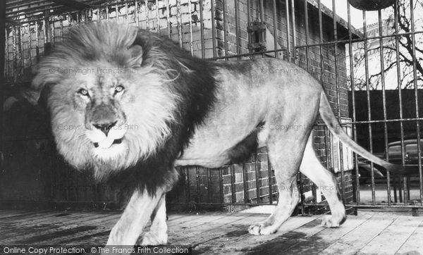 Photo of Chessington, Zoo, African Lion c.1960 