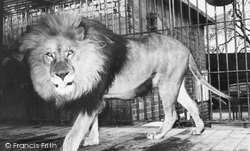 Zoo, African Lion c.1960 , Chessington
