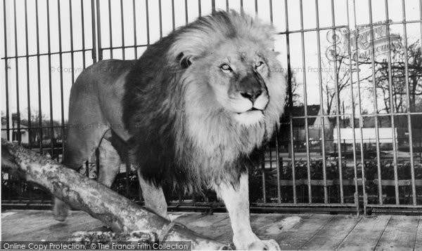 Photo of Chessington, Zoo, African Lion c.1960