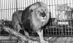 Zoo, African Lion c.1960, Chessington