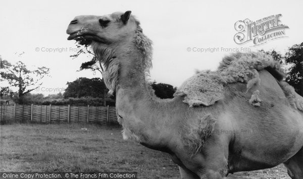 Photo of Chessington, Zoo, An Arabian Camel c.1965