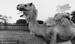 Zoo, An Arabian Camel c.1965, Chessington