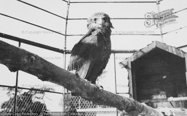 Photo of Chessington, Zoo, An Eagle c.1965