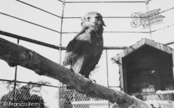 Zoo, An Eagle c.1965, Chessington