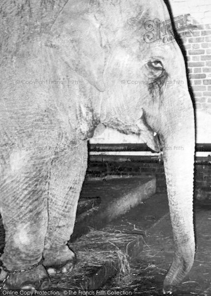 Photo of Chessington, Zoo, An Elephant c.1955