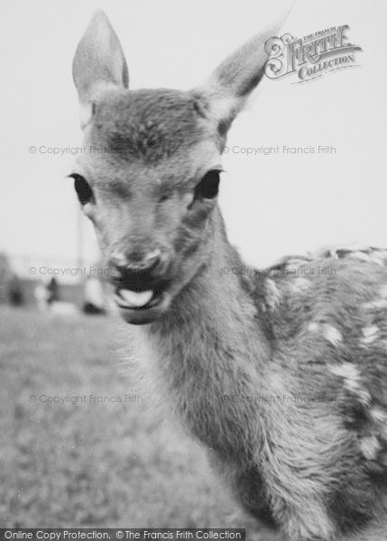 Photo of Chessington, Zoo, Baby Deer c.1965