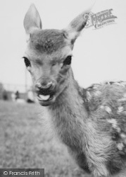 Zoo, Baby Deer c.1965, Chessington