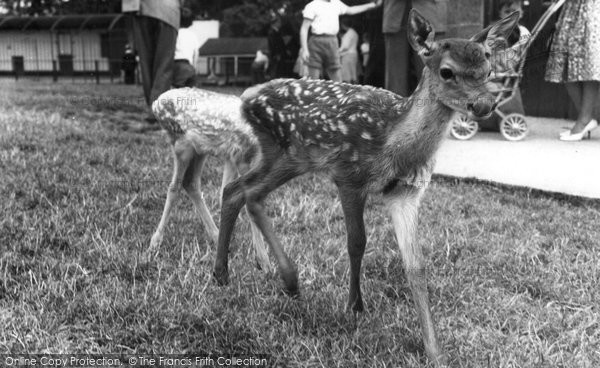 Photo of Chessington, Zoo, Baby Deer c.1965