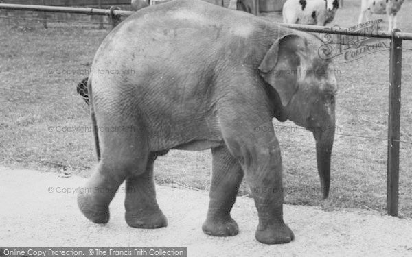 Photo of Chessington, Zoo, Baby Elephant c.1965