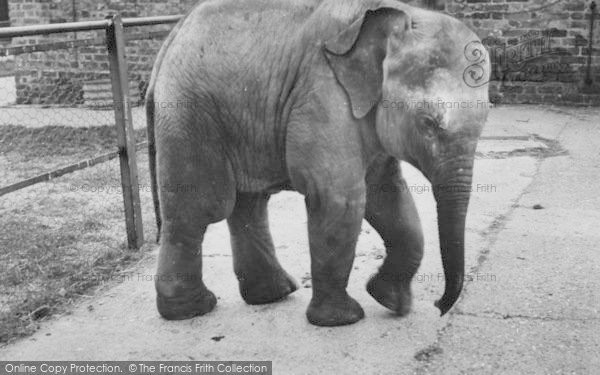 Photo of Chessington, Zoo, Baby Elephant c.1965