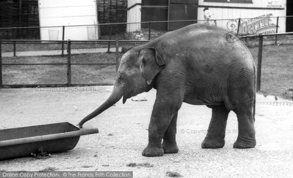 Photo of Chessington, Zoo, Baby Elephant c.1965