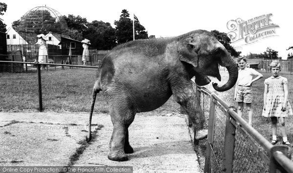 Photo of Chessington, Zoo, Baby Elephant c.1965