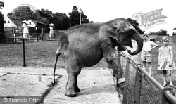 Zoo, Baby Elephant c.1965, Chessington