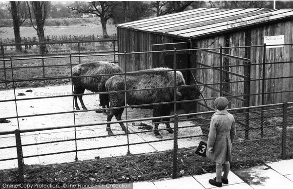 Photo of Chessington, Zoo, Bison c.1951