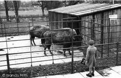 Zoo, Bison c.1951, Chessington