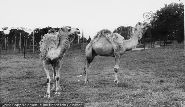 Photo of Chessington, Zoo, Camels Moulting c.1965