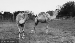 Zoo, Camels Moulting c.1965, Chessington