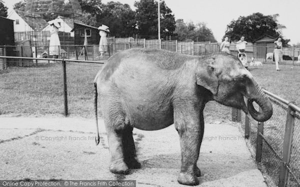 Photo of Chessington, Zoo, Candy, The Baby Elephant c.1965
