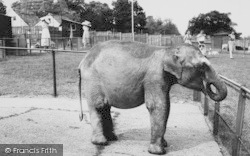 Zoo, Candy, The Baby Elephant c.1965, Chessington