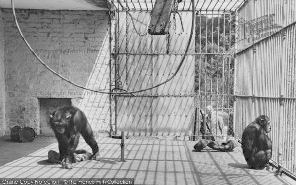 Photo of Chessington, Zoo, Chimpanzees c.1965