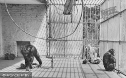 Zoo, Chimpanzees c.1965, Chessington