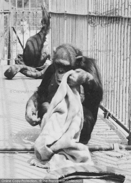 Photo of Chessington, Zoo, Chimpanzees c.1965